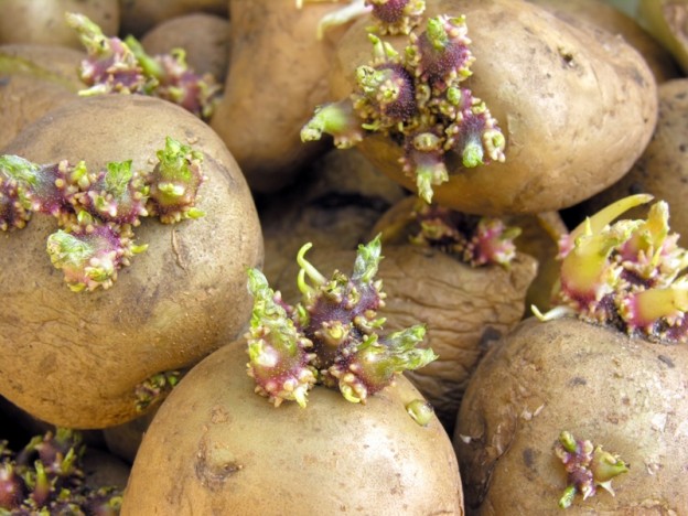 Seed potatoes