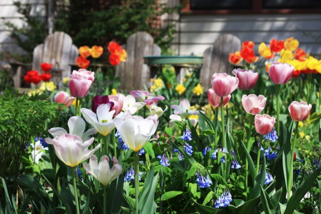 April in the garden a colourful time