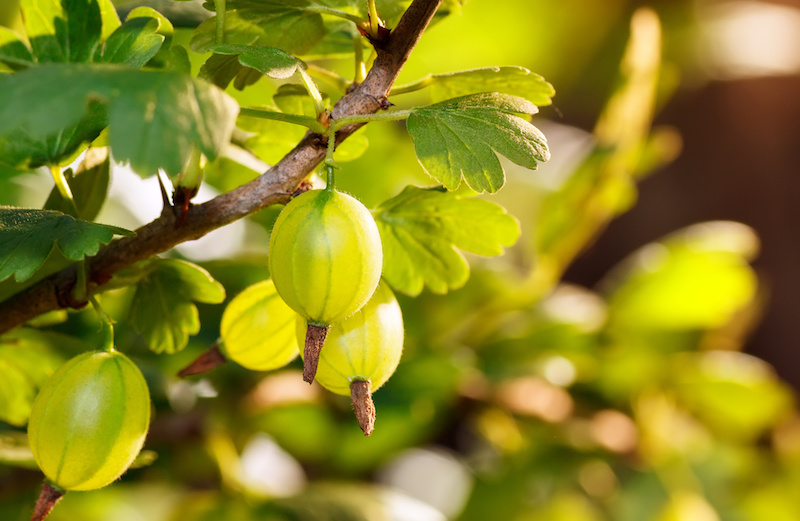 Gooseberry. Fresh and ripe from the garden.