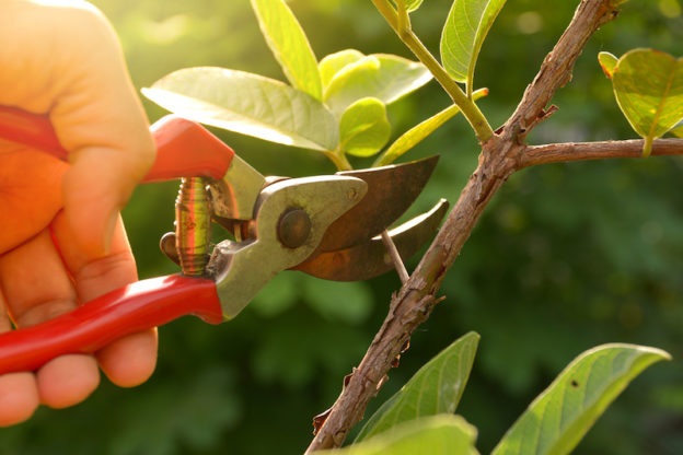 Summer Pruning