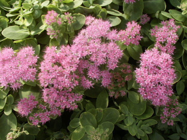 Sedum Brilliant. A wonderful herbaceous perennial