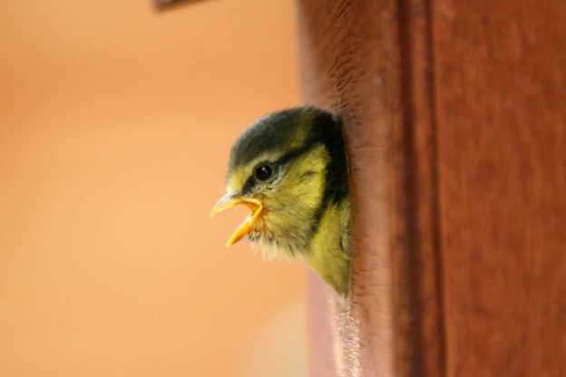 Bird Box with baby blue tit inside
