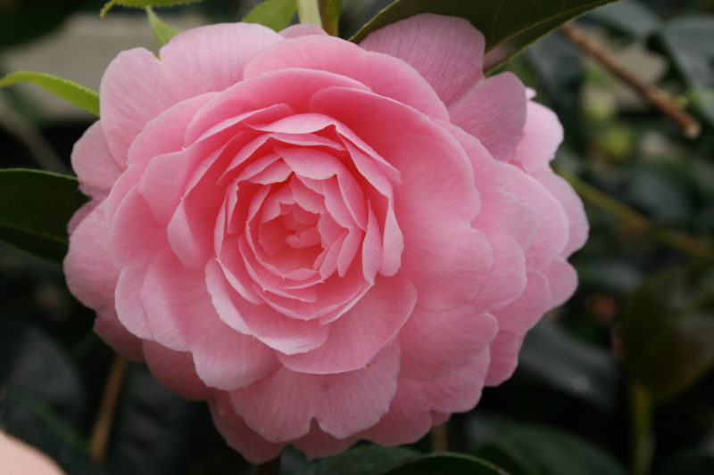 Beautiful Camelia x willimasi E G Waterhousen flowering in May