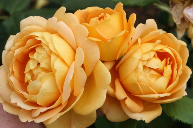 Golden Celebration rose