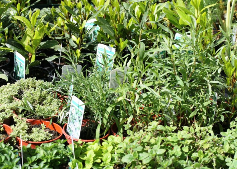 A Variety of herbs in our garden centres