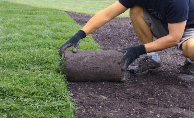 Fresh turf being laid on the lawn.