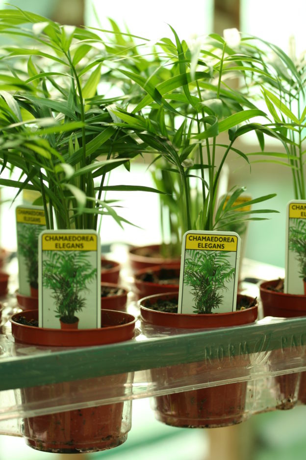 Young houseplants