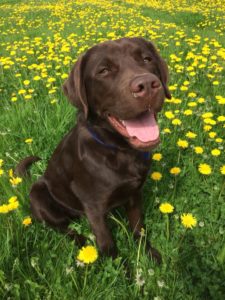 Our nursery dog
