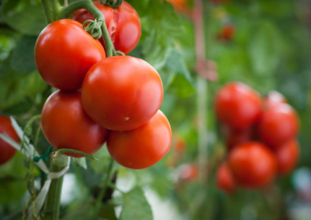 Tomatoes on plant