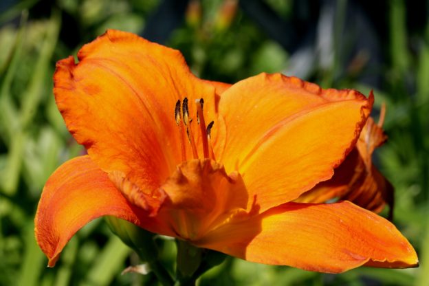 Day Lily