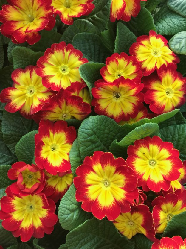 Primrose Red Bicolour