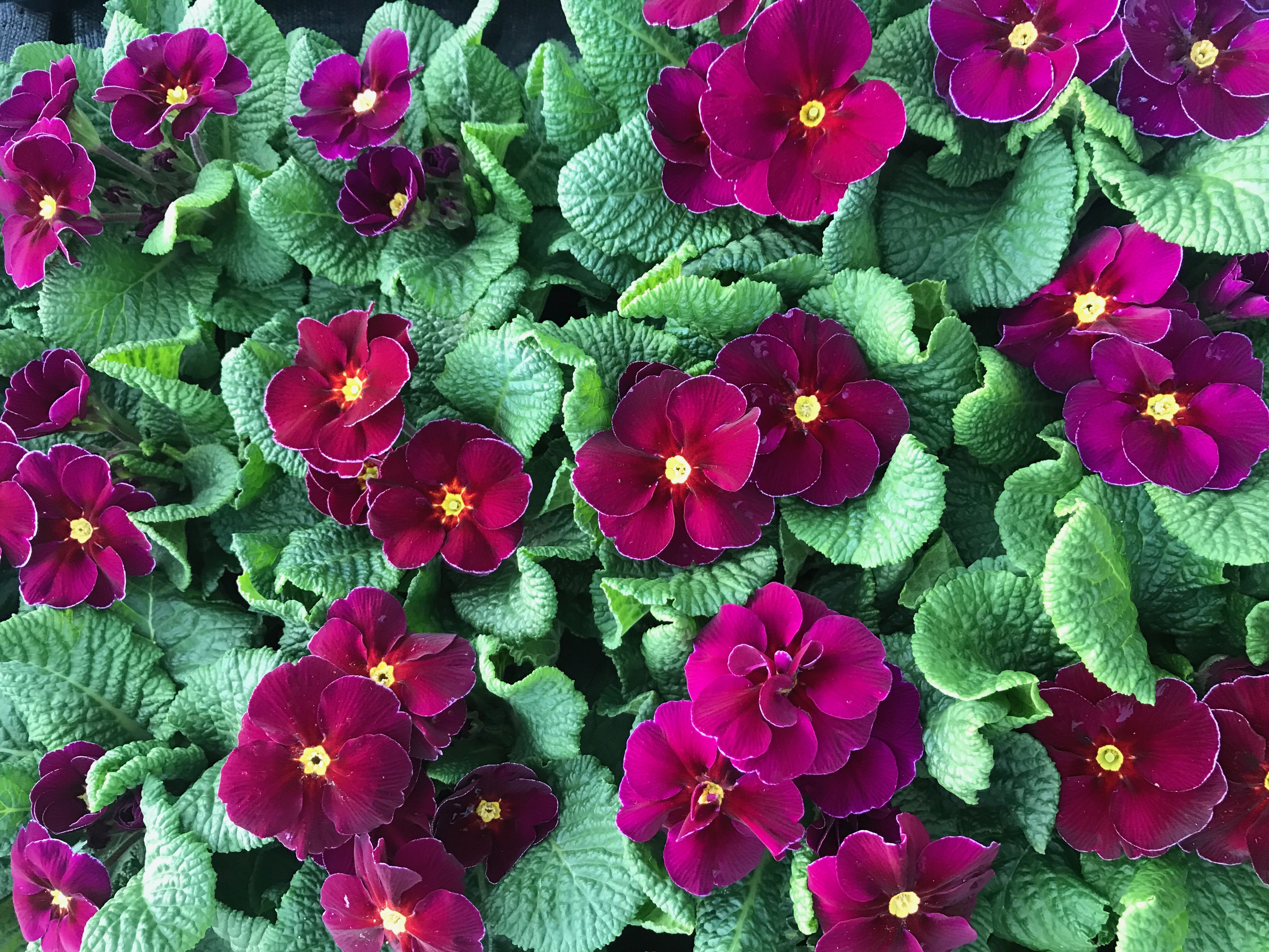 Primrose Tiara Purple Eye