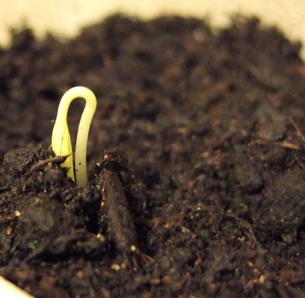 Seedling pushing up through compost