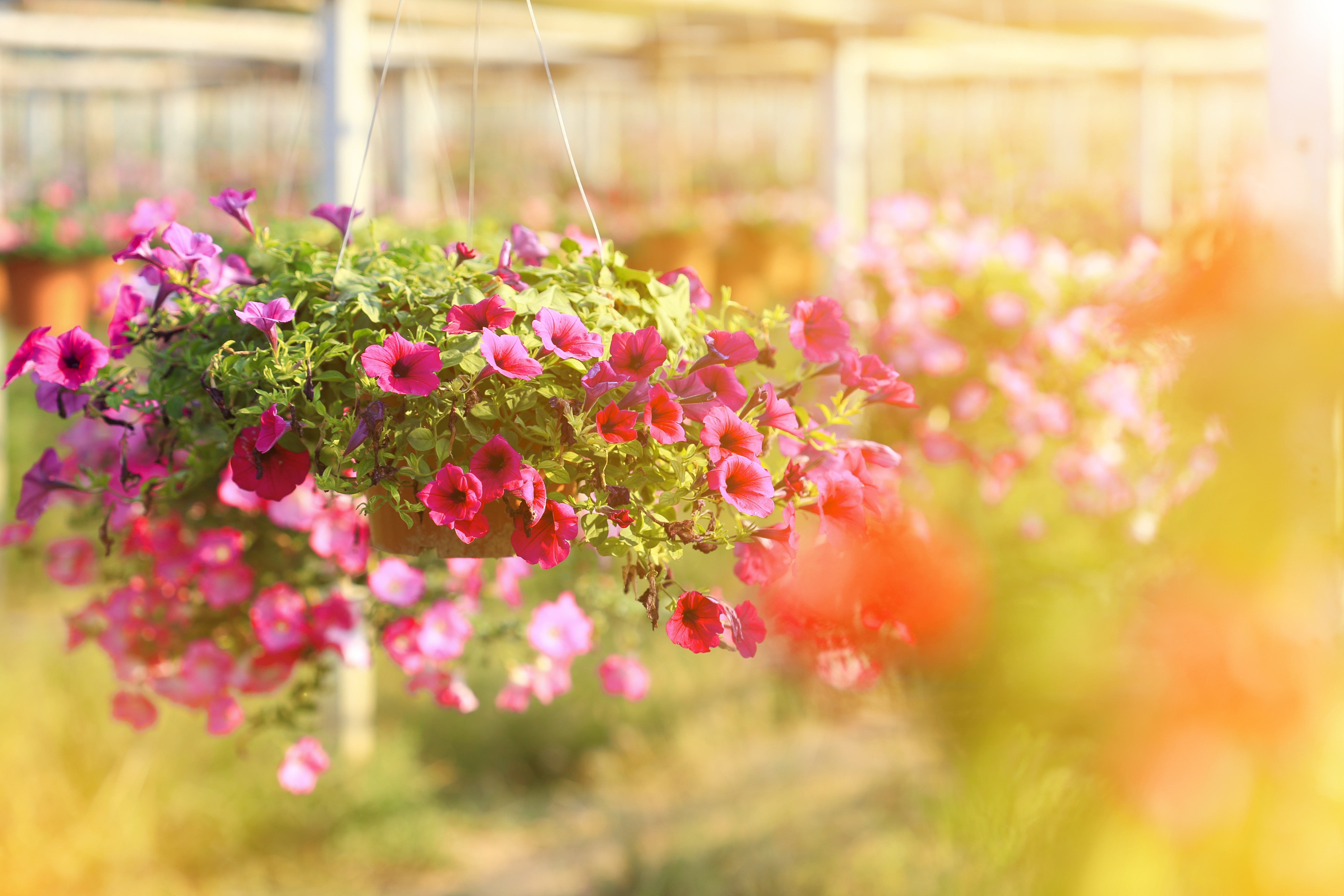 Trailing petunias look great in a hanging basket.