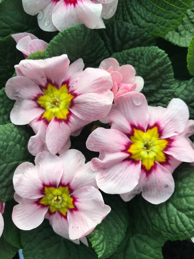 Primula Apple Blossom