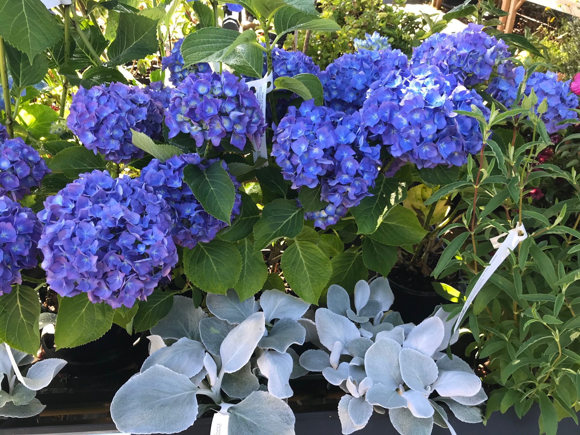 Blue Hydrangeas