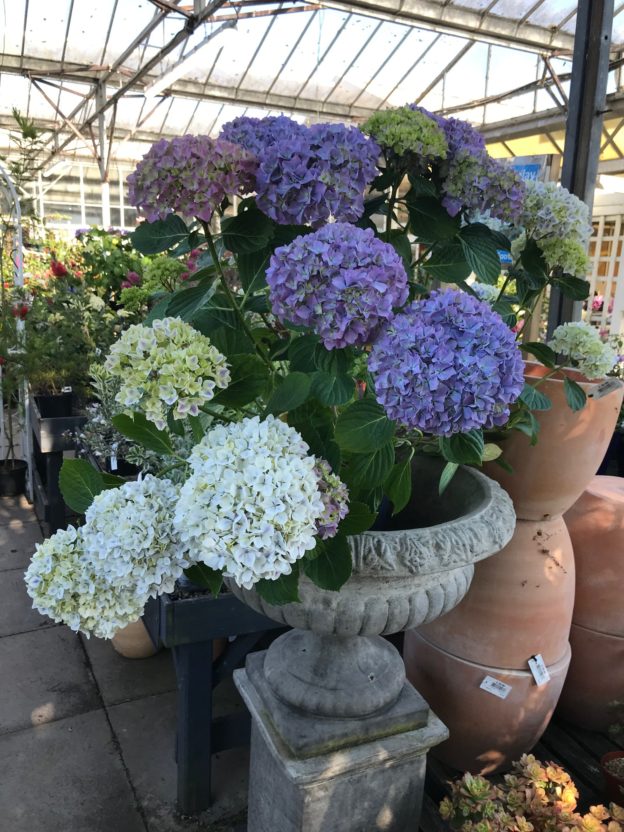 Hydrangeas