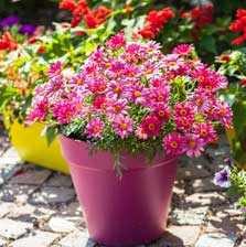 Image of seasonal flowering plants