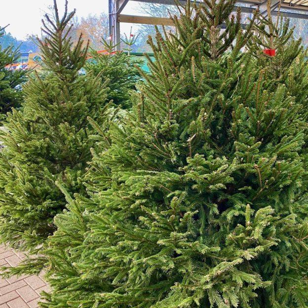 choose christmas tree