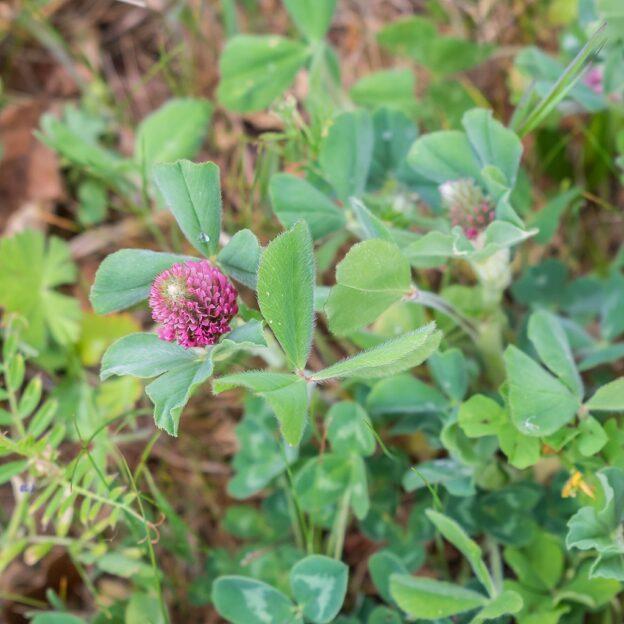 sow green manure