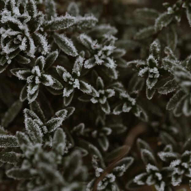 horticultural fleece