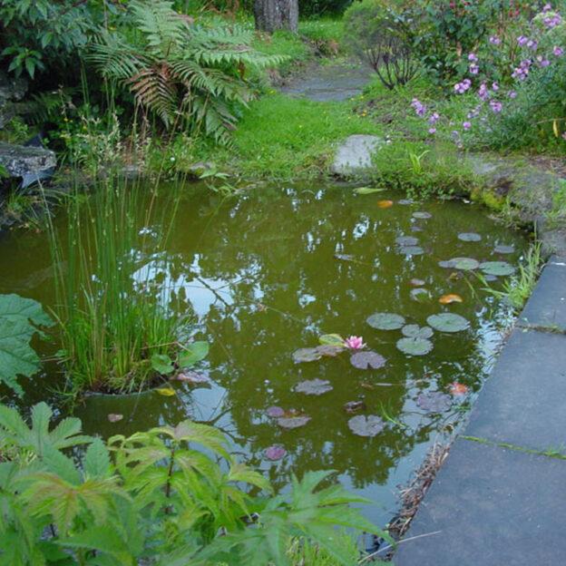 autumn pond care