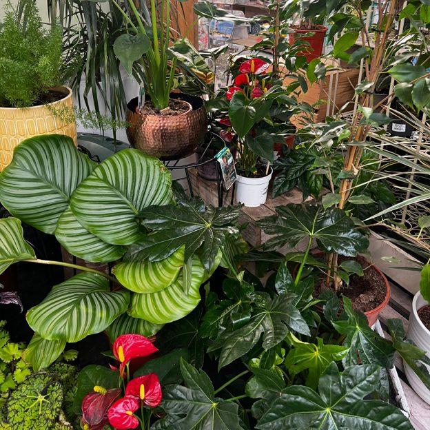 happy houseplants