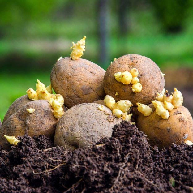 seed potatoes