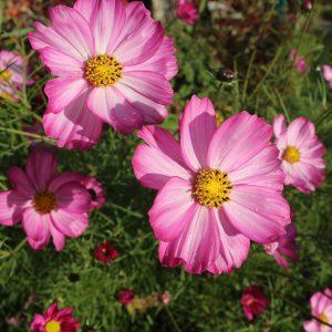 sow seeds