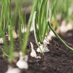 sow seeds