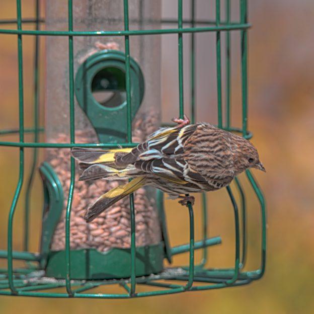 feeding garden birds