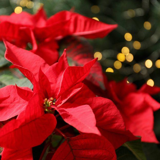 poinsettia care