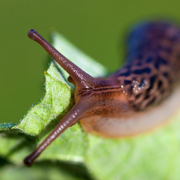 Slug control